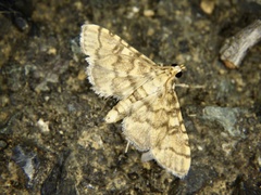 Nacoleia satsumalis