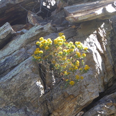 Ericameria cuneata spathulata