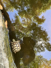 Trachemys stejnegeri