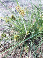 Cyperus acuminatus