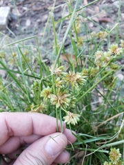 Cyperus acuminatus