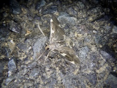 Piletocera aegimiusalis