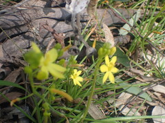 Bulbine bulbosa
