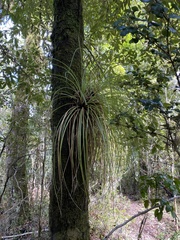 Fascicularia bicolor