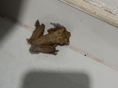 Polypedates cruciger