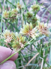 Cyperus acuminatus