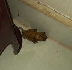 Polypedates cruciger