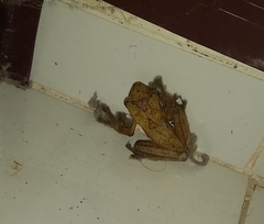 Polypedates cruciger