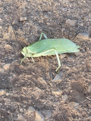 Stilpnochlora azteca