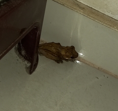 Polypedates cruciger