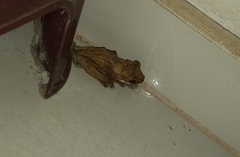 Polypedates cruciger