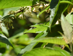 Chrysuronia versicolor