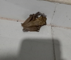 Polypedates cruciger