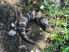 Cyclodomorphus gerrardii