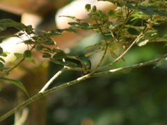 Chrysuronia versicolor