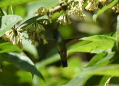 Chrysuronia versicolor