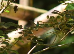 Chrysuronia versicolor