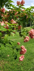 Mussaenda philippica