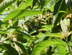 Chrysuronia versicolor