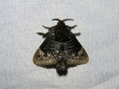 Podalia thanatos