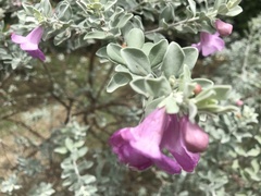 Leucophyllum