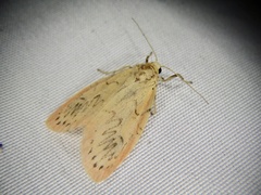 Miltochrista miniata