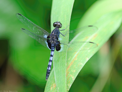 Erythrodiplax kimminsi