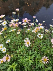 Erigeron karvinskianus