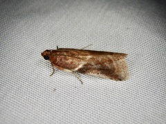 Acrobasis ferruginella