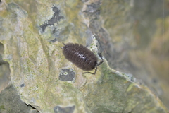 Porcellio