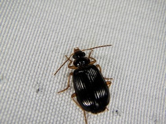 Lebia duplex