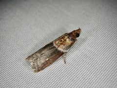 Addyme confusalis