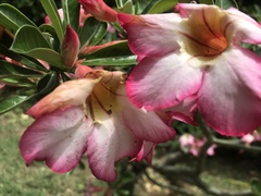 Adenium