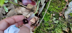 Arisarum simorrhinum