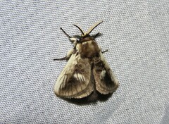 Podalia intermaculata