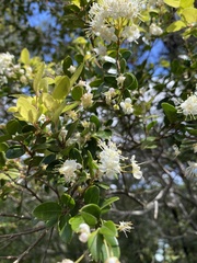 Myrceugenia planipes
