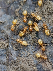 Acanthomyops