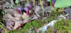 Arisarum simorrhinum