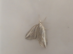 Chesias legatella