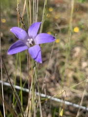Wahlenbergia stricta
