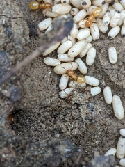 Acanthomyops