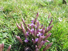 Gentianella columnae