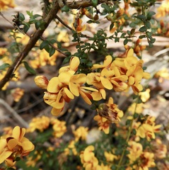 Pultenaea gunnii