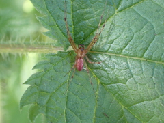 Pityohyphantes
