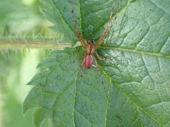 Pityohyphantes