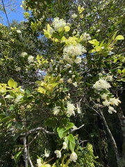 Myrceugenia planipes