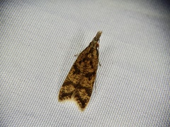 Dichomeris harmonias