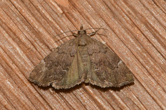 Cutina aluticolor