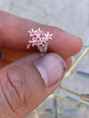 Palafoxia arida arida