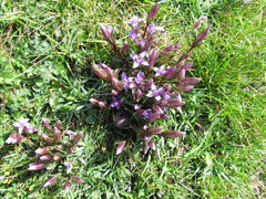 Gentianella columnae